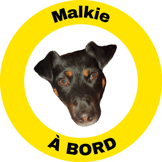 Les meilleurs stickers d'animaux pour voiture : comment signaler la présence de votre compagnon à bord avec style